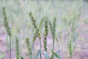 Wheat ears