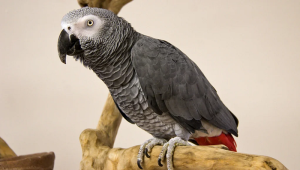 African Grey Parrot