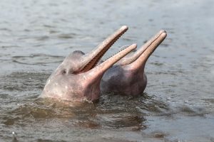 Freshwater Dolphin