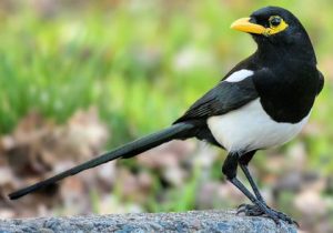 Yellow billed magpie