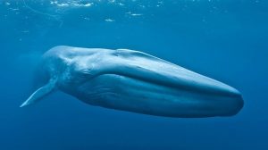 Blue whale