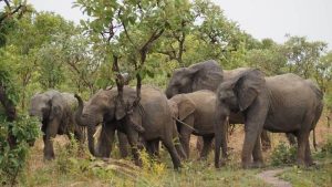 Elephants in Burkina Faso