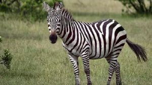 Zebra