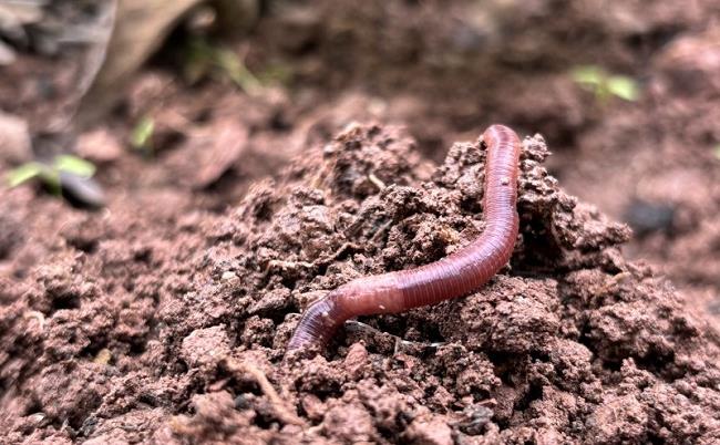 Pesticides to help protect seeds can adversely affect earthworms’ health – Study
