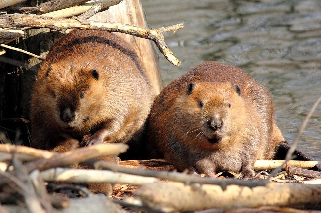 International Beaver Day: Beavers, the unsung engineers of nature