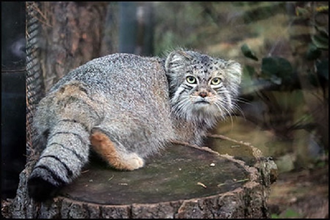 International Pallas’s Cat Day: Celebrating the grumpiest cat on earth