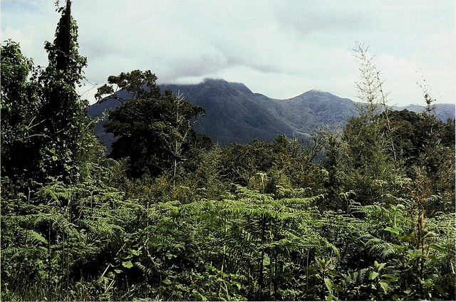 Group urges govt on sustainable forest management