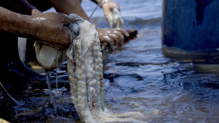 Tanzania unveils plan to manage octopus fishery