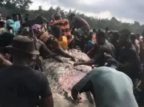 Residents butcher stranded whale for meat in Bayelsa community