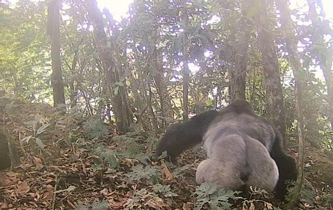 PG student captures footages of endangered Cross River gorillas