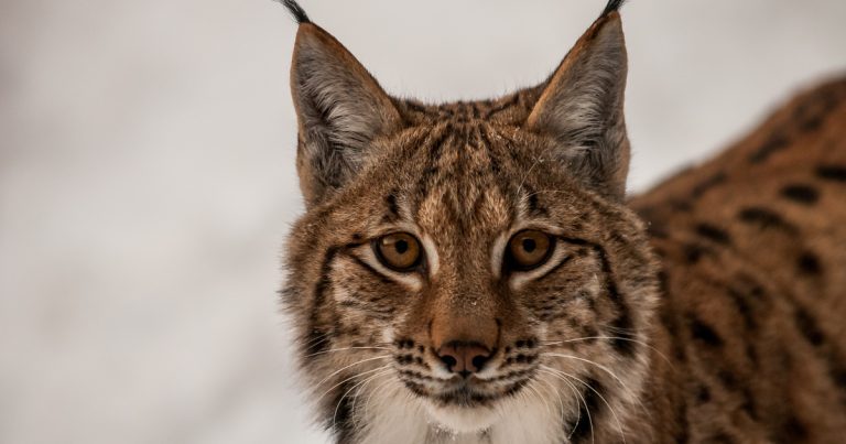 International Lynx Day: Celebrating the allure of the lynx