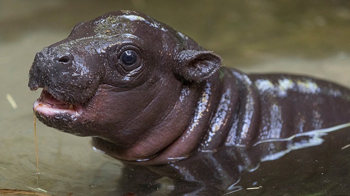 Berlin zoo seeks lifeguards for baby pygmy hippo
