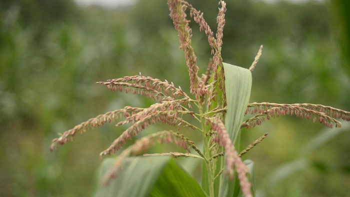 Food security in Ghana threatened by prolonged dry spell