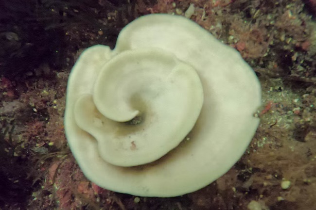 Mass bleaching of New Zealand marine sponges largest ever recorded