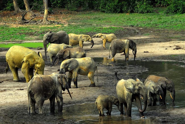 Central African Republic commits to close ivory market, becomes EPI’s 26th Member State