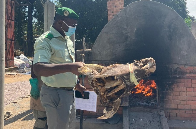 Benin destroys seized products in bold stand against wildlife crime