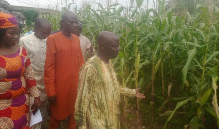 Tela maize not harmful, says FCT agric devpt project