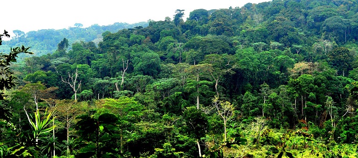 New $15m initiative launched to catalyse sustainable investment in the Congo Basin