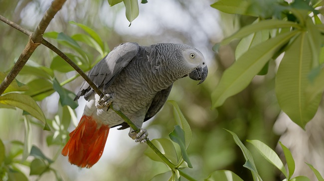 African Grey Parrot