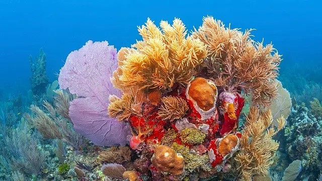 UAE achieves 97.4% Sustainable Fisheries Index in 2024