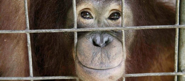 Spain asked to pass law to protect great apes