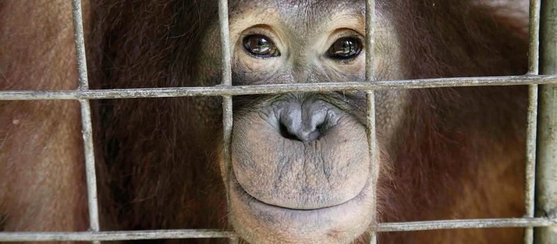 Great apes