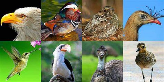 Bird species