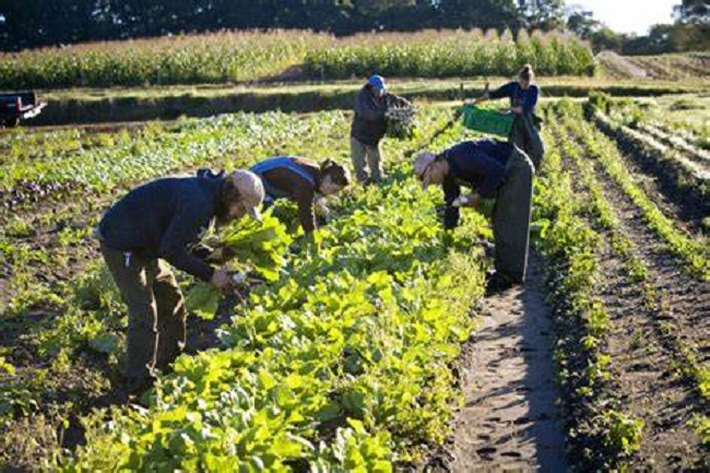 Organic farming
