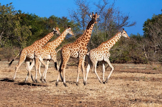 Giraffe