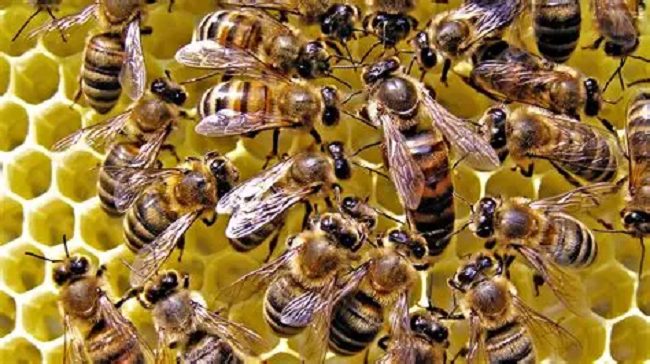 Bee conservation crucial for ecosystem, agriculture – FCT ACReSAL 