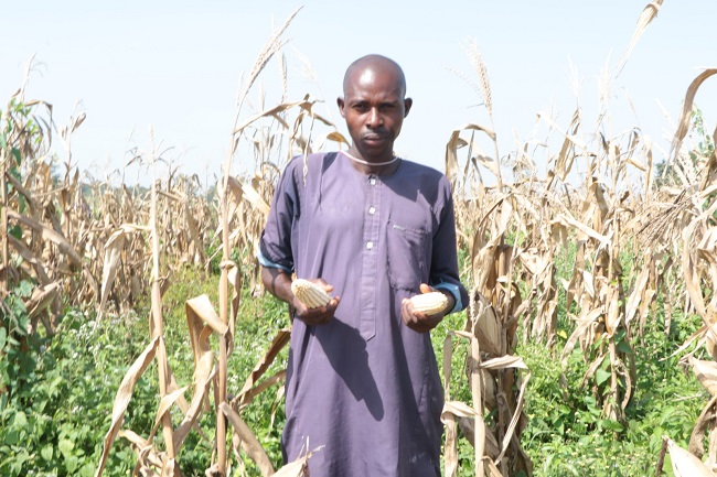 TELA maize
