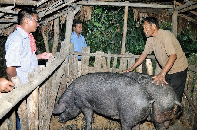 African swine fever (ASF)