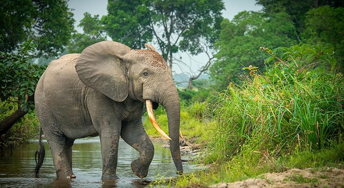 Elephant