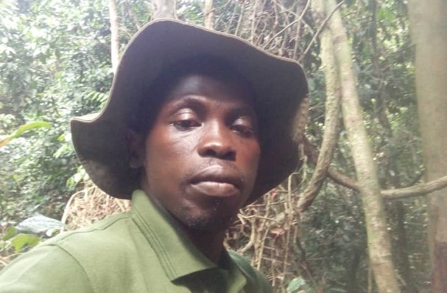 How communities and innovation can save Nigeria’s last forest elephants – Forest ranger