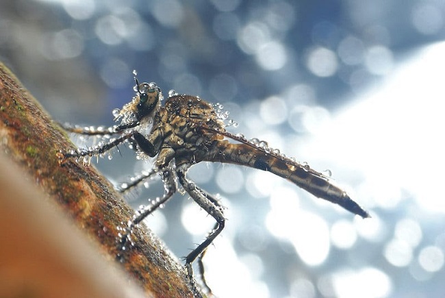 Malaria