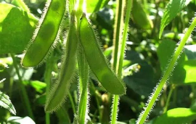 Soybean cultivation