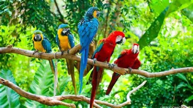 Tropical birds