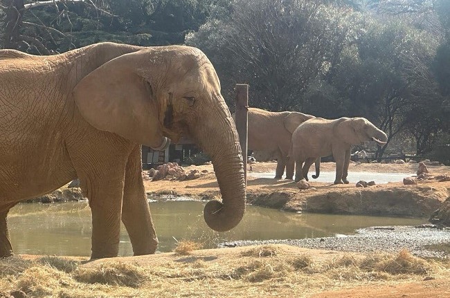 Pretoria, Johannesburg residents protest elephant removals from zoos