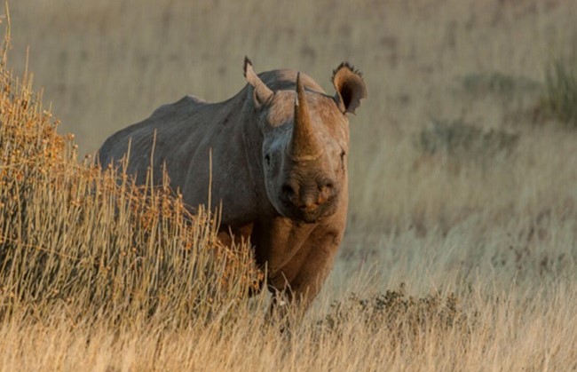 Black rhino