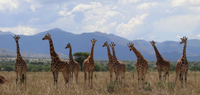 Four giraffe species officially recognised in major IUCN conservation reclassification