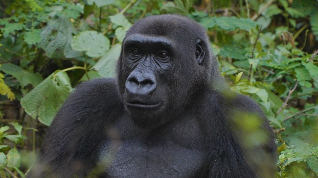 Cross River gorilla