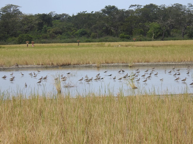 Black-tailed Godwits 
