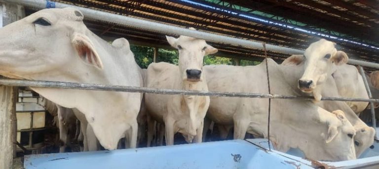 My agroecology farm experience and its replication potential across Nigeria