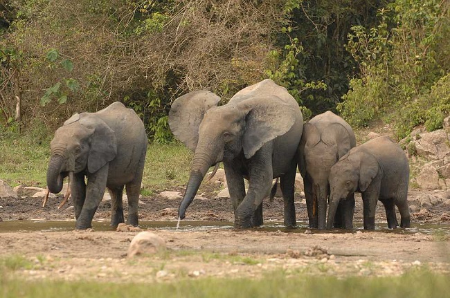 DNA methods help uncover critically endangered African Forest Elephants