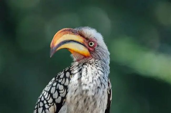 CITES CoP20: A turning point for Africa’s hornbills