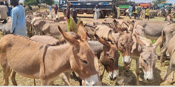 Endangered donkeys of Sokoto: Exploring the hidden drivers of decline