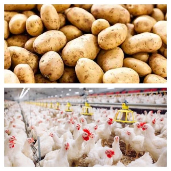 Chicken and Chips: Why Kenya’s favourite meal is easy to crave and hard to produce