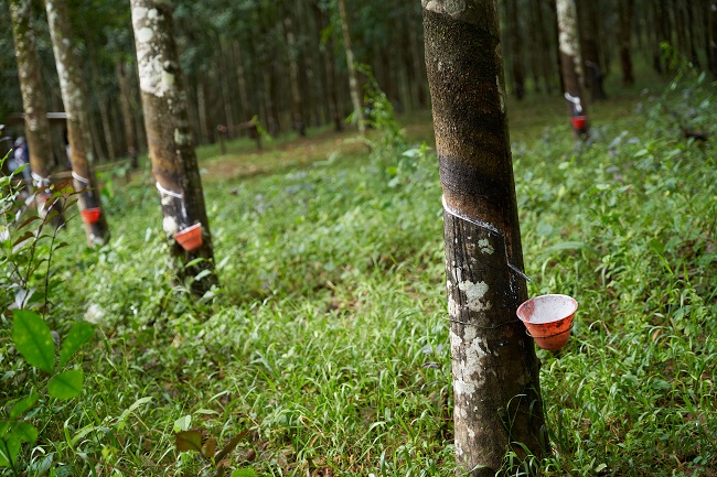 FSC approves Interim Forest Stewardship Standard for Sierra Leone