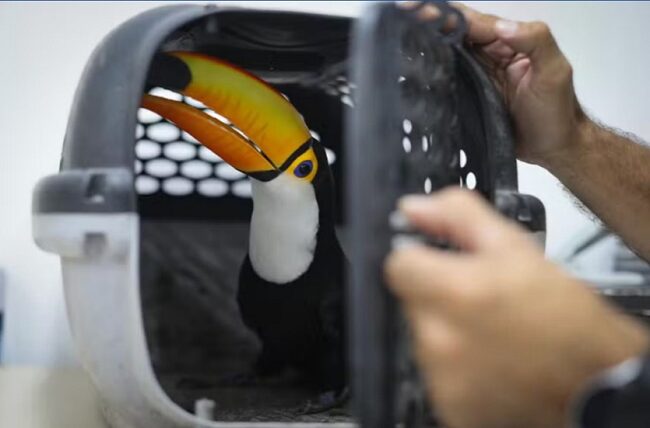 Operation Thunder: 134 participating countries make record seizure of protected plants, animals, timber