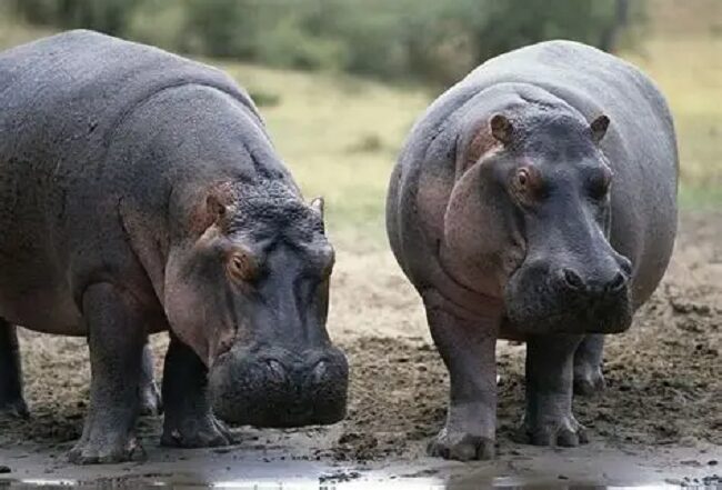 Hippos
